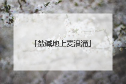 盐碱地上麦浪涌