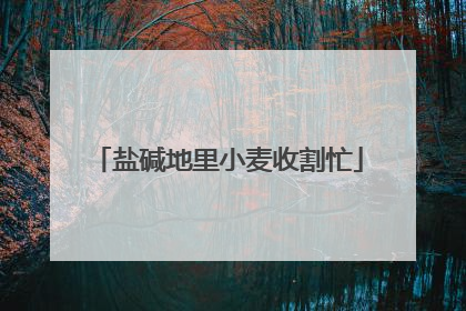 盐碱地里小麦收割忙