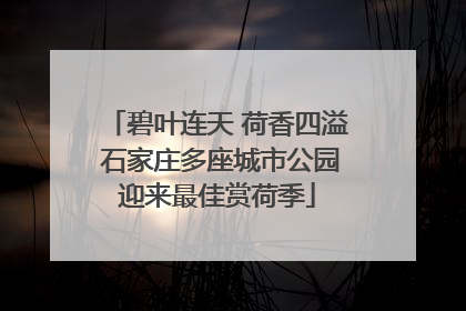 碧叶连天 荷香四溢 石家庄多座城市公园迎来最佳赏荷季