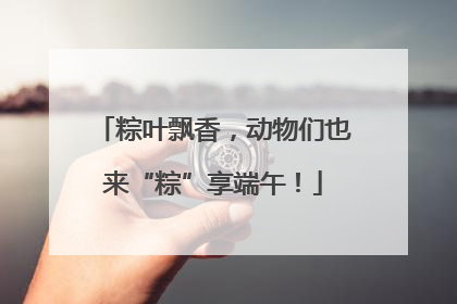 粽叶飘香，动物们也来“粽”享端午！