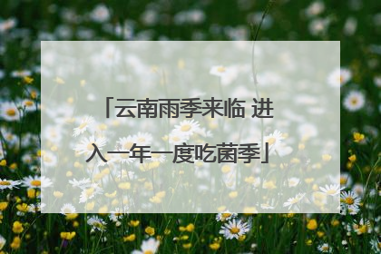 云南雨季来临 进入一年一度吃菌季