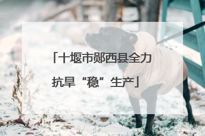 十堰市郧西县全力抗旱“稳”生产