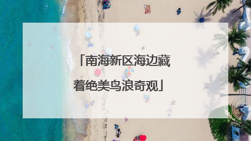 南海新区海边藏着绝美鸟浪奇观