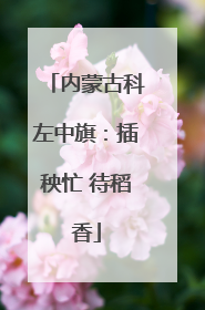 内蒙古科左中旗：插秧忙 待稻香