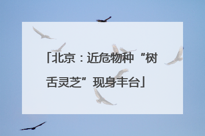 北京：近危物种“树舌灵芝”现身丰台