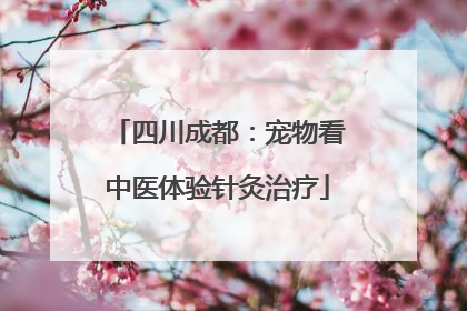 四川成都：宠物看中医体验针灸治疗