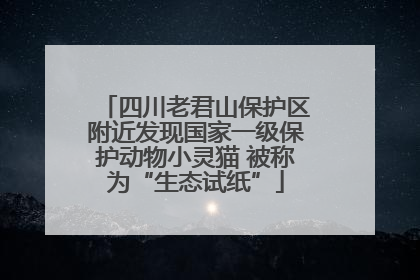四川老君山保护区附近发现国家一级保护动物小灵猫 被称为“生态试纸”