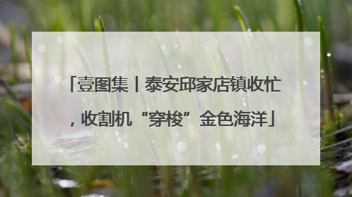 壹图集丨泰安邱家店镇收忙，收割机“穿梭”金色海洋