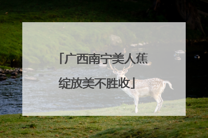 广西南宁美人蕉绽放美不胜收