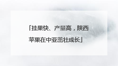 挂果快、产量高，陕西苹果在中亚茁壮成长