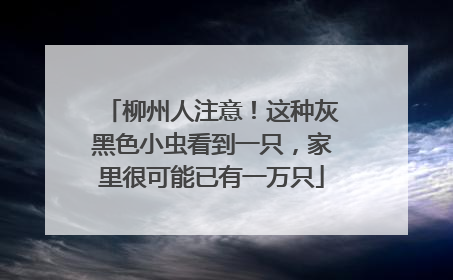 柳州人注意！这种灰黑色小虫看到一只，家里很可能已有一万只