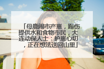 母鹿闹市产崽，踢伤提供水和食物市民，大连动保人士：护崽心切，正在想法送回山里