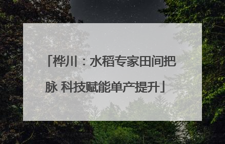 桦川：水稻专家田间把脉 科技赋能单产提升