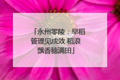 永州零陵：早稻管理见成效 稻浪飘香穗满田