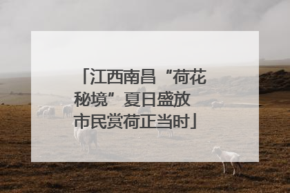 江西南昌“荷花秘境”夏日盛放 市民赏荷正当时