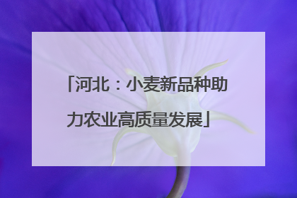 河北：小麦新品种助力农业高质量发展