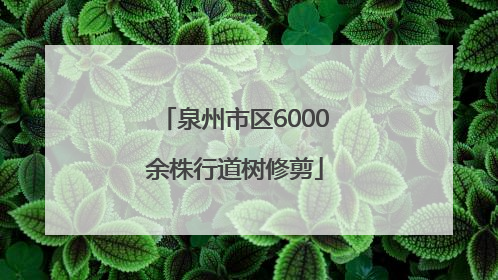 泉州市区6000余株行道树修剪