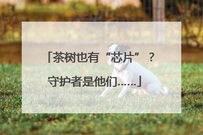 茶树也有“芯片”？守护者是他们……