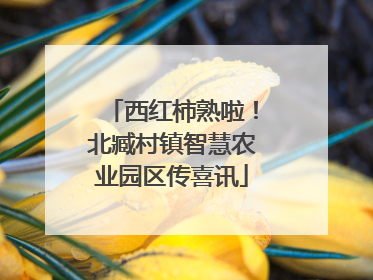 西红柿熟啦!北臧村镇智慧农业园区传喜讯