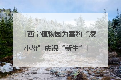 西宁植物园为雪豹“凌小蛰”庆祝“新生”
