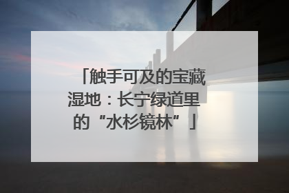 触手可及的宝藏湿地：长宁绿道里的“水杉镜林”