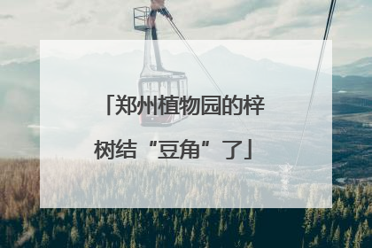 郑州植物园的梓树结“豆角”了