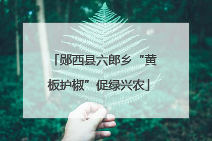 郧西县六郎乡“黄板护椒”促绿兴农