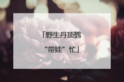 野生丹顶鹤“带娃”忙