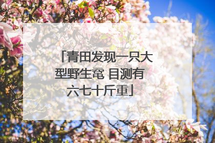 青田发现一只大型野生鼋 目测有六七十斤重