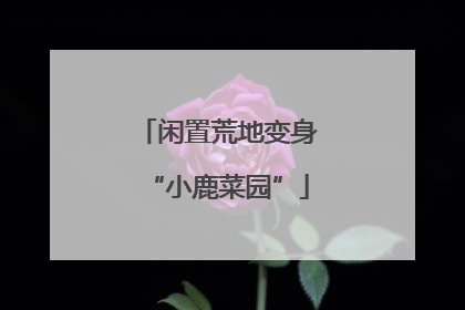 闲置荒地变身“小鹿菜园”