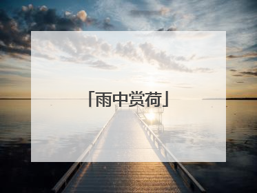 雨中赏荷
